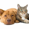 Animal Medical Care