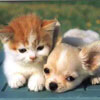 Animal Medical Care