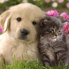 Animal Medical Care