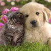 Animal Medical Care