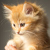Animal Medical Care