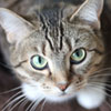 Animal Medical Care