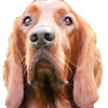 Animal Medical Care