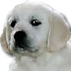 Animal Medical Care