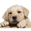 Animal Medical Care