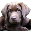 Animal Medical Care