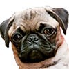 Animal Medical Care