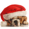 Animal Medical Care