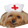 Animal Medical Care