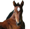 Animal Medical Care