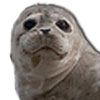 Animal Medical Care